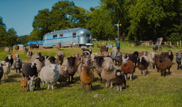 „Glennkill: Ein Schafskrimi“ (© Sony Pictures)